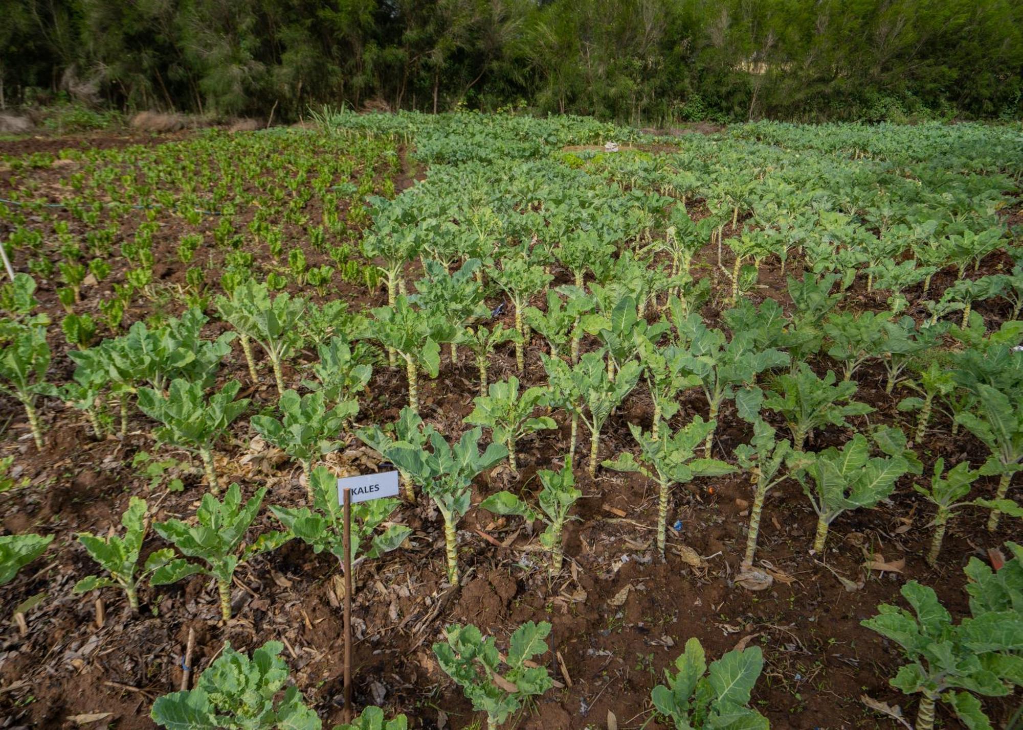 尼亚胡鲁鲁潘娜里度假村 Nyahururu 外观 照片
